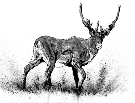 Caribou de la Gaspésie